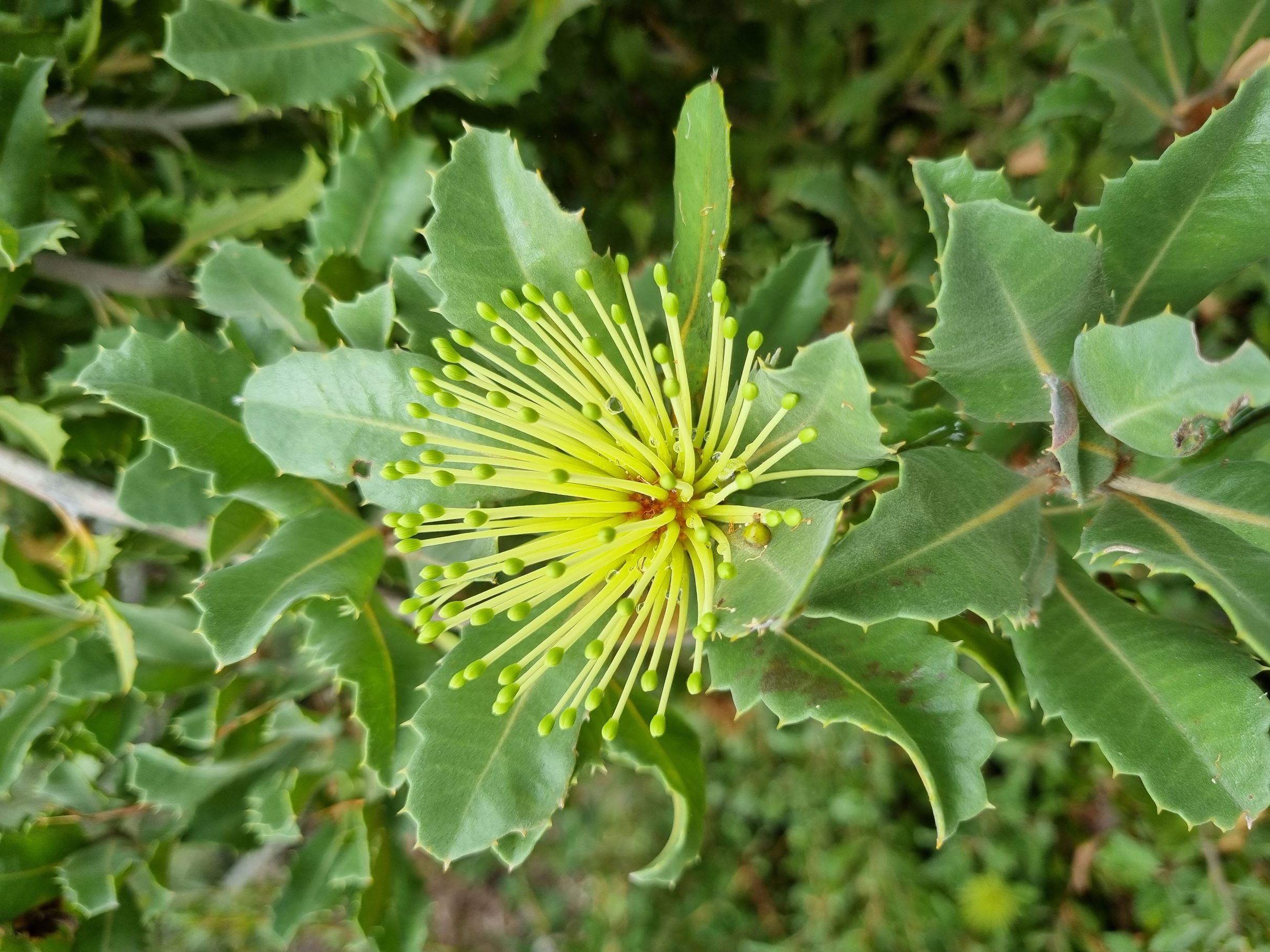 ilicifolia